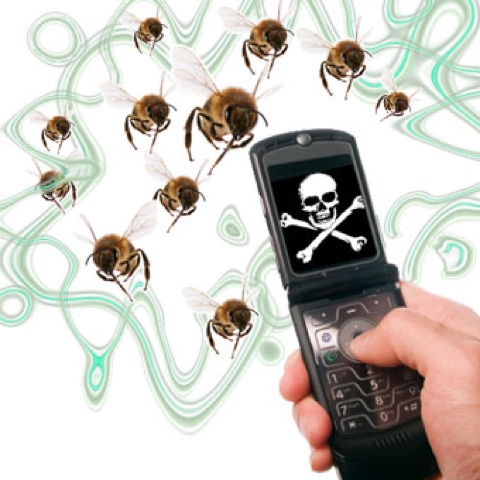 Эксперимент на пчелах. Как мобильные телефоны уничтожают насекомых
